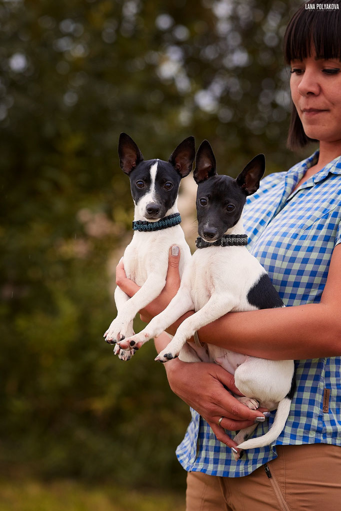 #тойфокстерьер #амертой #террабалтика #toyfoxterrier #terrabaltika #puppies #kennel