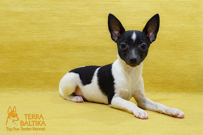 #тойфокстерьер #амертой #террабалтика #toyfoxterrier #terrabaltika #puppies #kennel
