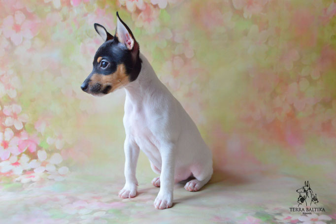 Той-фокстерьер, амертой, той-фокс, тфт, американский той-фокстерьер, Toy Fox Terrier, Terra Baltika, Терра Балтика, щенки той-фокстерьера, питомник той-фокстерьер
