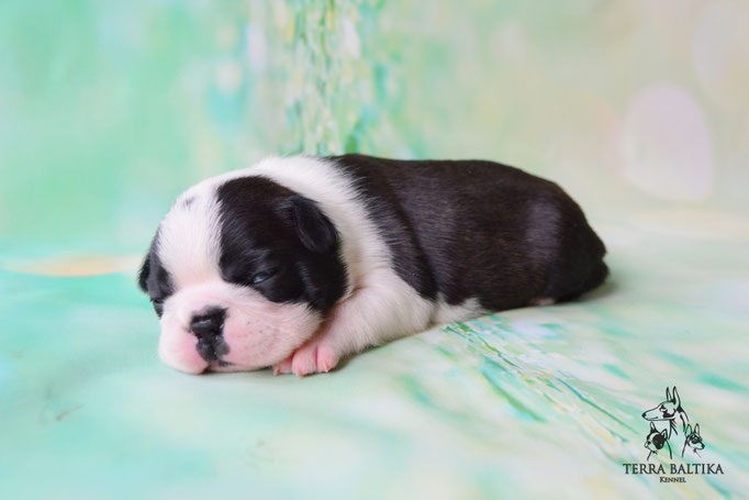 бостон терьер, бостонский терьер, boston terrier, бостон, щенки бостона, питомник бостонов