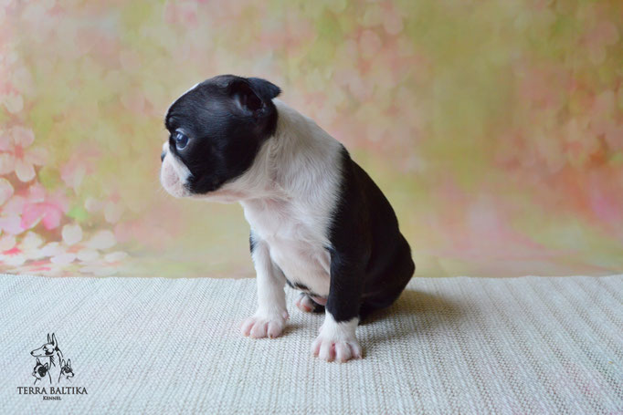 бостон терьер, бостонский терьер, boston terrier, бостон, щенки бостона, питомник бостонов