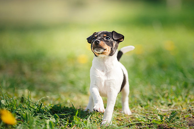#тойфокстерьер #амертой #террабалтика #toyfoxterrier #terrabaltika #puppies #kennel