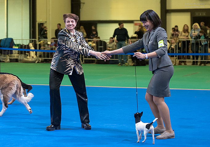 #тойфокстерьер #амертой #террабалтика #toyfoxterrier #terrabaltika #puppies #kennel
