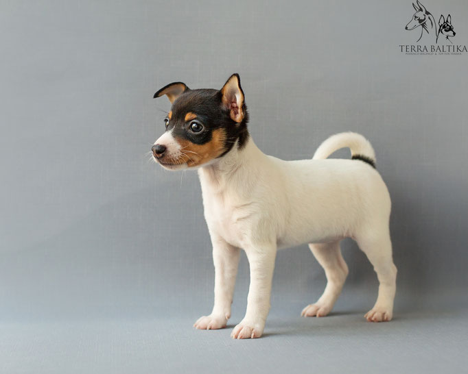 #тойфокстерьер #амертой #террабалтика #toyfoxterrier #terrabaltika #puppies #kennel