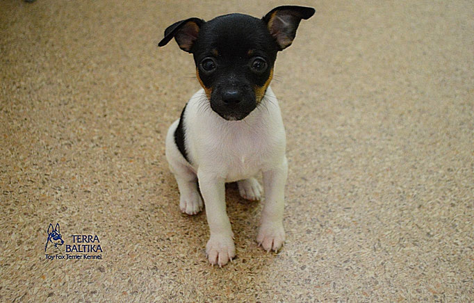 #тойфокстерьер #амертой #террабалтика #toyfoxterrier #terrabaltika #puppies #kennel