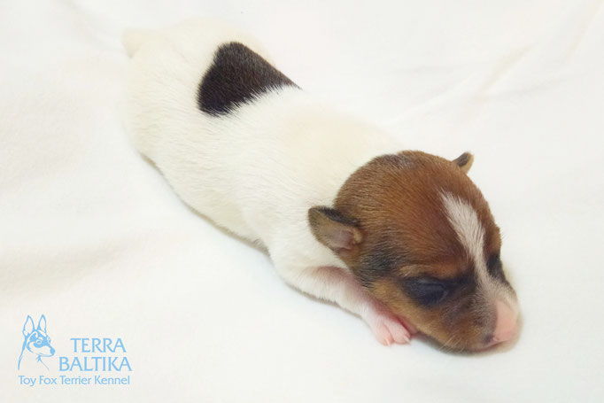 #тойфокстерьер #амертой #террабалтика #toyfoxterrier #terrabaltika #puppies #kennel