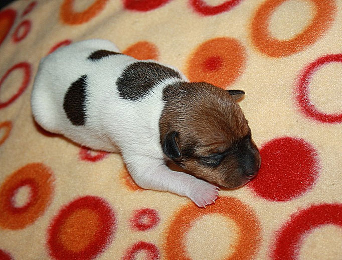 #тойфокстерьер #амертой #террабалтика #toyfoxterrier #terrabaltika #puppies #kennel