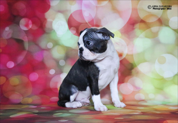 Бостон терьер, бостонский терьер, Boston terrier, щенки бостона, питомник бостон терьеров, Terra Baltika, Терра Балтика