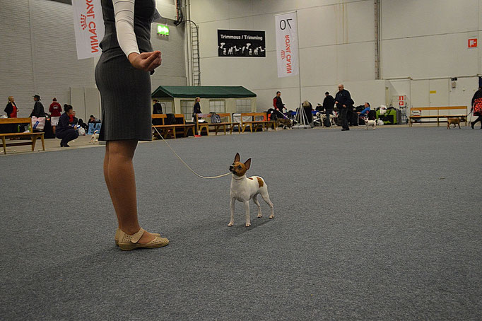 #тойфокстерьер #амертой #террабалтика #toyfoxterrier #terrabaltika #puppies #kennel