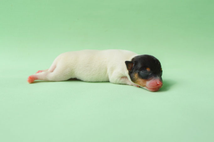 #тойфокстерьер #амертой #террабалтика #toyfoxterrier #terrabaltika #puppies #kennel