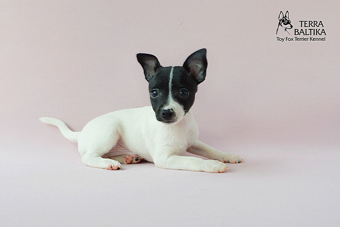#тойфокстерьер #амертой #террабалтика #toyfoxterrier #terrabaltika #puppies #kennel