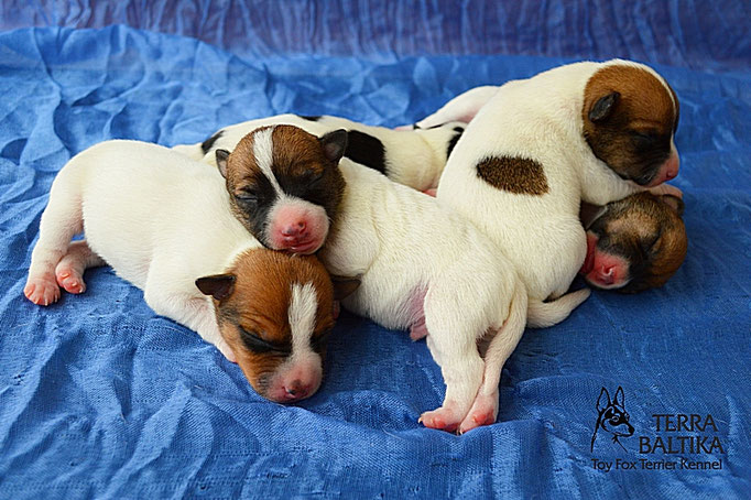 #тойфокстерьер #амертой #террабалтика #toyfoxterrier #terrabaltika #puppies #kennel