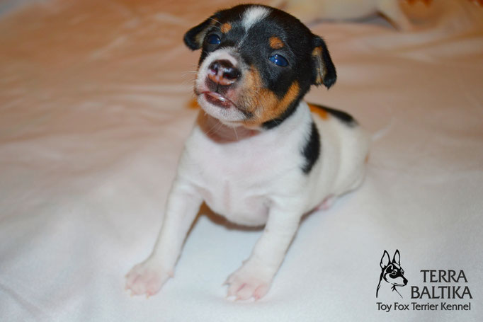 #тойфокстерьер #амертой #террабалтика #toyfoxterrier #terrabaltika #puppies #kennel