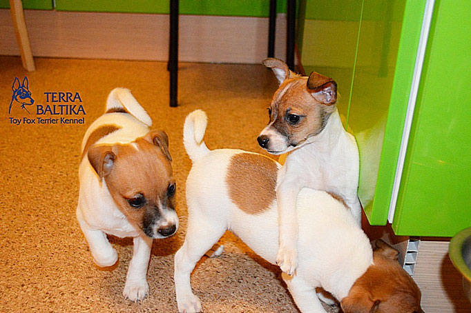 #тойфокстерьер #амертой #террабалтика #toyfoxterrier #terrabaltika #puppies #kennel