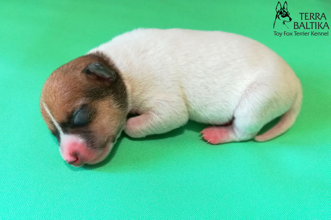 той-фокстерьер, той-фокс, амертой, американский той-фокстерьер, toy fox terrier, terra baltika, терра балтика