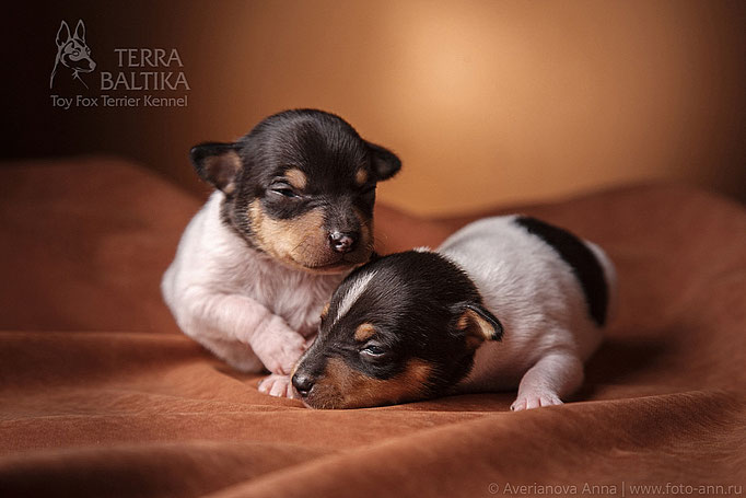 #тойфокстерьер #амертой #террабалтика #toyfoxterrier #terrabaltika #puppies #kennel