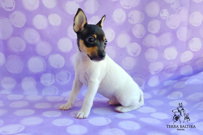 Той-фокстерьер, амертой, той-фокс, тфт, американский той-фокстерьер, Toy Fox Terrier, Terra Baltika, Терра Балтика, щенки той-фокстерьера, питомник той-фокстерьер