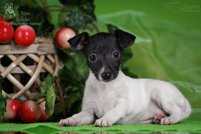 #тойфокстерьер #амертой #террабалтика #toyfoxterrier #terrabaltika #puppies #kennel
