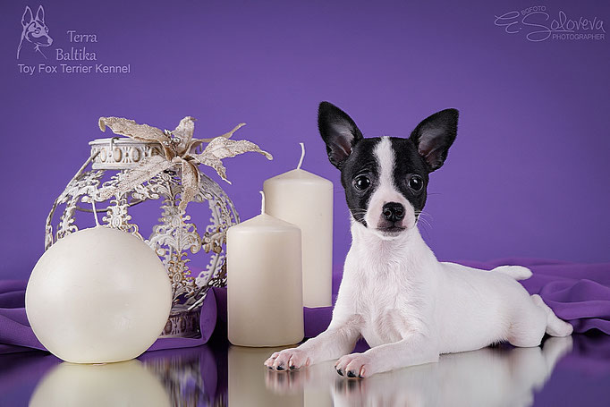 #тойфокстерьер #амертой #террабалтика #toyfoxterrier #terrabaltika #puppies #kennel