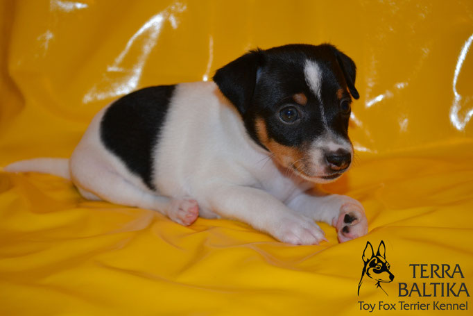 #тойфокстерьер #амертой #террабалтика #toyfoxterrier #terrabaltika #puppies #kennel