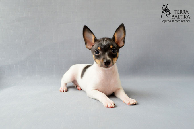 #тойфокстерьер #амертой #террабалтика #toyfoxterrier #terrabaltika #puppies #kennel