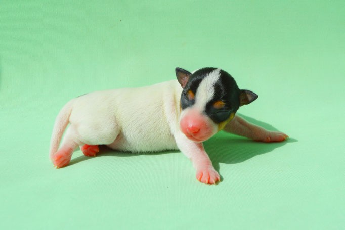 #тойфокстерьер #амертой #террабалтика #toyfoxterrier #terrabaltika #puppies #kennel