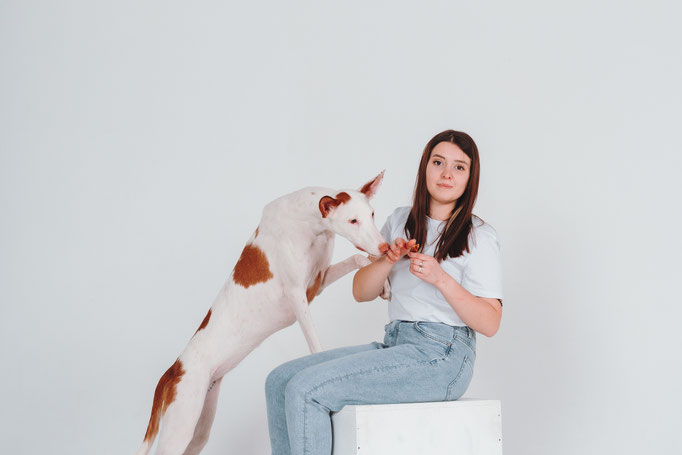 Поденко ибиценко, ибицкая борзая, ивисская борзая, ибизан, Podenco Ibicenco, Ibizan Hound, Terra Baltika, Терра Балтика