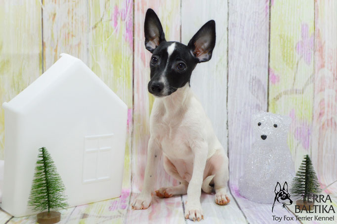 #тойфокстерьер #амертой #террабалтика #toyfoxterrier #terrabaltika #puppies #kennel