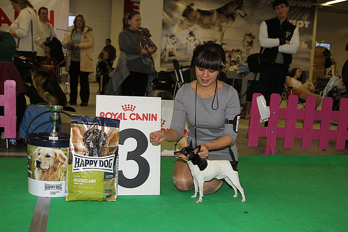 #тойфокстерьер #амертой #террабалтика #toyfoxterrier #terrabaltika #puppies #kennel