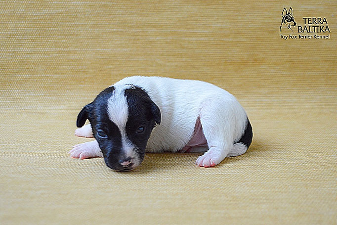 #тойфокстерьер #амертой #террабалтика #toyfoxterrier #terrabaltika #puppies #kennel