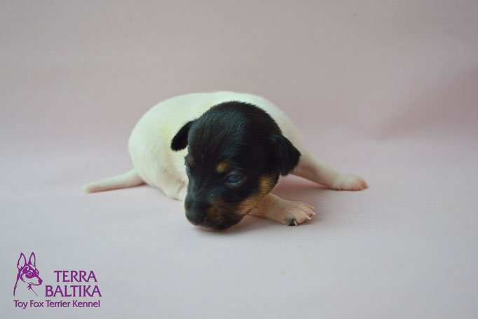 #тойфокстерьер #амертой #террабалтика #toyfoxterrier #terrabaltika #puppies #kennel #маленькаясобака #минипорода #маленькаяпородасобак #собачканамаленькихножках #американскийтойфокстерьер #тойфокс #americantoyfoxterrier