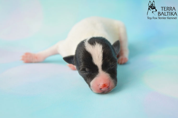 #тойфокстерьер #амертой #террабалтика #toyfoxterrier #terrabaltika #puppies #kennel
