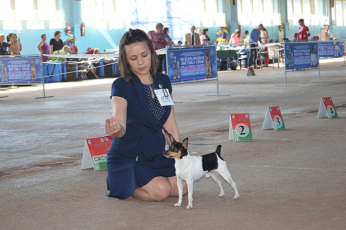 #тойфокстерьер #амертой #террабалтика #toyfoxterrier #terrabaltika #puppies #kennel