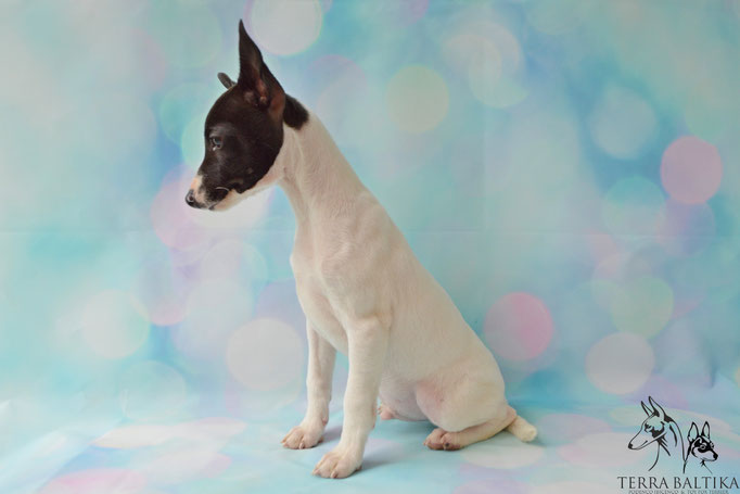 #тойфокстерьер #амертой #террабалтика #toyfoxterrier #terrabaltika #puppies #kennel