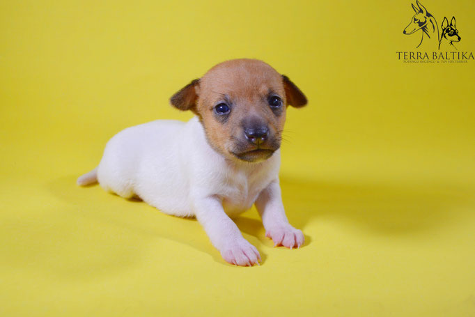 #тойфокстерьер #амертой #террабалтика #toyfoxterrier #terrabaltika #puppies #kennel