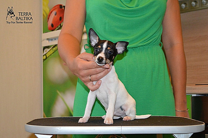 #тойфокстерьер #амертой #террабалтика #toyfoxterrier #terrabaltika #puppies #kennel
