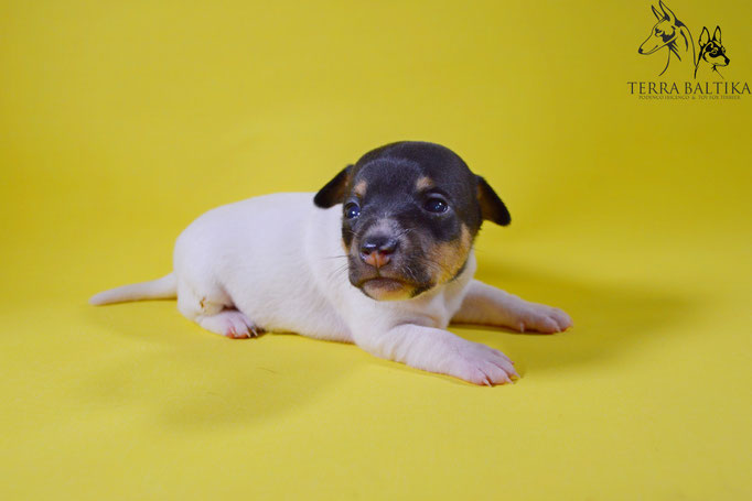 #тойфокстерьер #амертой #террабалтика #toyfoxterrier #terrabaltika #puppies #kennel