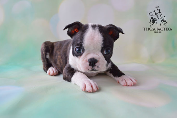бостон терьер, бостонский терьер, boston terrier, бостон, щенки бостона, питомник бостонов