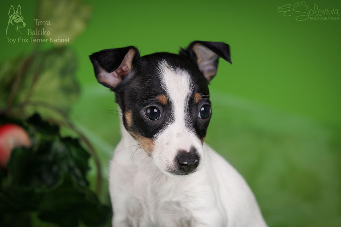 #тойфокстерьер #амертой #террабалтика #toyfoxterrier #terrabaltika #puppies #kennel