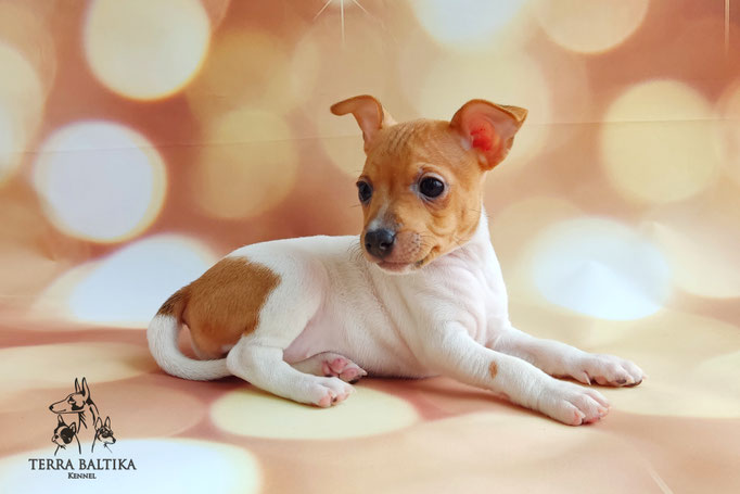 Той-фокстерьер, той-фокс, амертой, тфт, американский той-фокстерьер, Toy fox Terrier