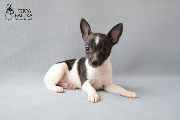 #тойфокстерьер #амертой #террабалтика #toyfoxterrier #terrabaltika #puppies #kennel
