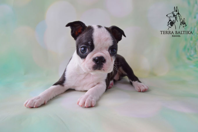 бостон терьер, бостонский терьер, boston terrier, бостон, щенки бостона, питомник бостонов