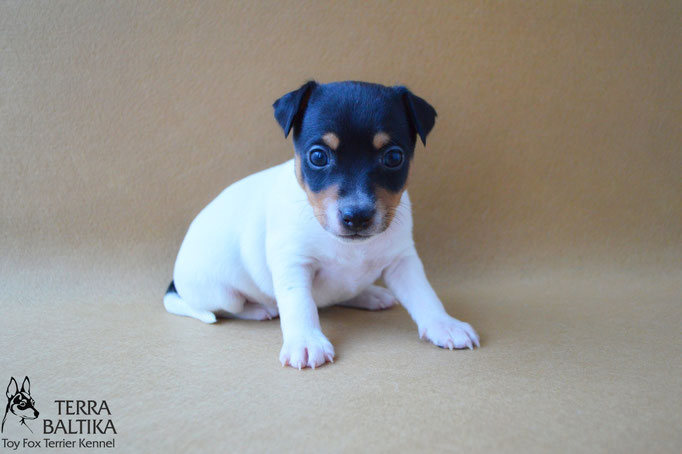 #тойфокстерьер #амертой #террабалтика #toyfoxterrier #terrabaltika #puppies #kennel #маленькаясобака #минипорода #маленькаяпородасобак #собачканамаленькихножках #американскийтойфокстерьер #тойфокс #americantoyfoxterrier