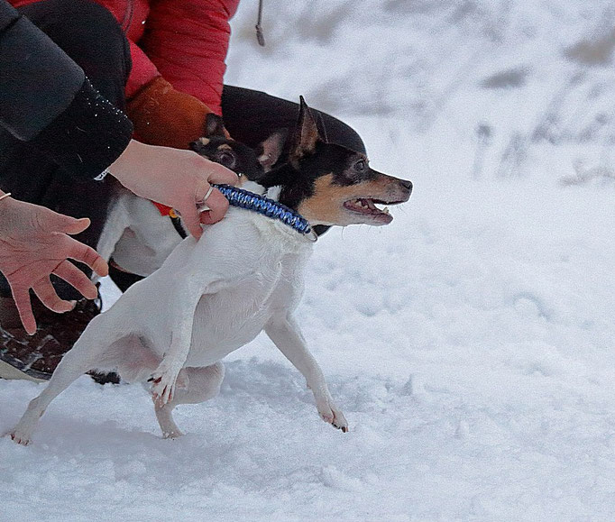 #тойфокстерьер #амертой #террабалтика #toyfoxterrier #terrabaltika #puppies #kennel