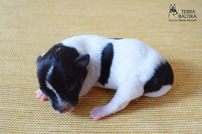 #тойфокстерьер #амертой #террабалтика #toyfoxterrier #terrabaltika #puppies #kennel