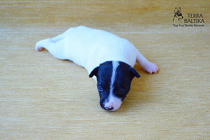 #тойфокстерьер #амертой #террабалтика #toyfoxterrier #terrabaltika #puppies #kennel