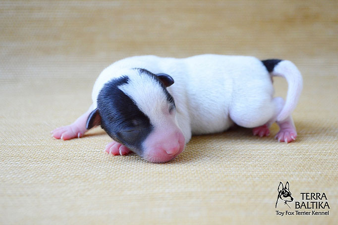 #тойфокстерьер #амертой #террабалтика #toyfoxterrier #terrabaltika #puppies #kennel