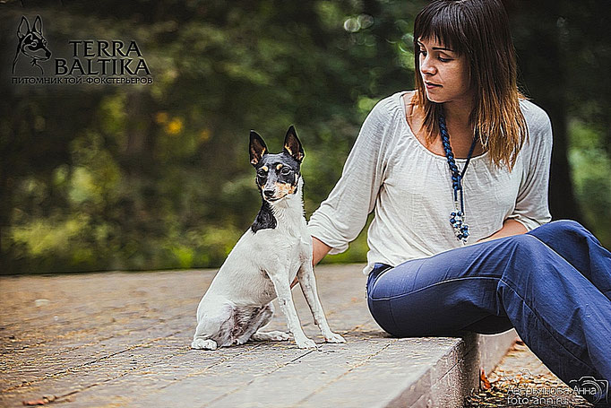 #тойфокстерьер #амертой #террабалтика #toyfoxterrier #terrabaltika #puppies #kennel