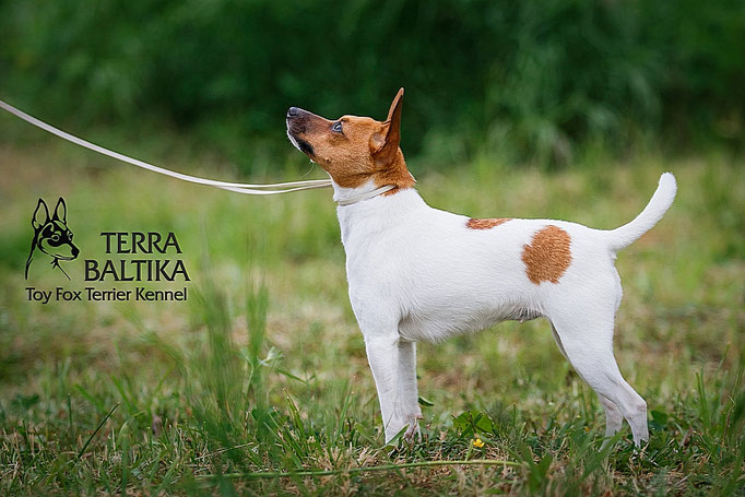 #тойфокстерьер #амертой #террабалтика #toyfoxterrier #terrabaltika #puppies #kennel