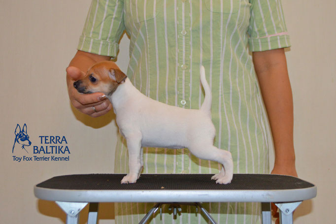 #тойфокстерьер #амертой #террабалтика #toyfoxterrier #terrabaltika #puppies #kennel #маленькаясобака #минипорода #маленькаяпородасобак #собачканамаленькихножках #американскийтойфокстерьер #тойфокс #americantoyfoxterrier